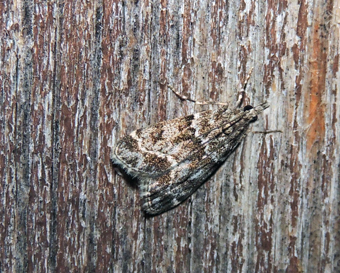 Crambidae: Eudonia angustea?  No, Eudonia lacustrata